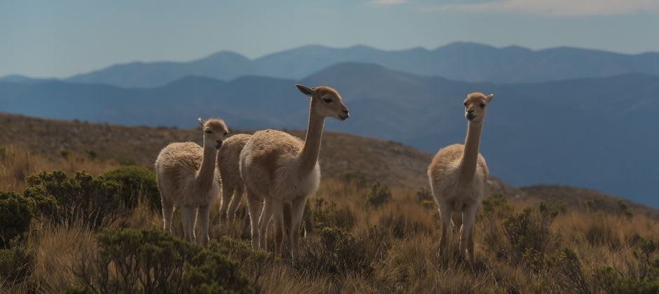 argentinian llamas