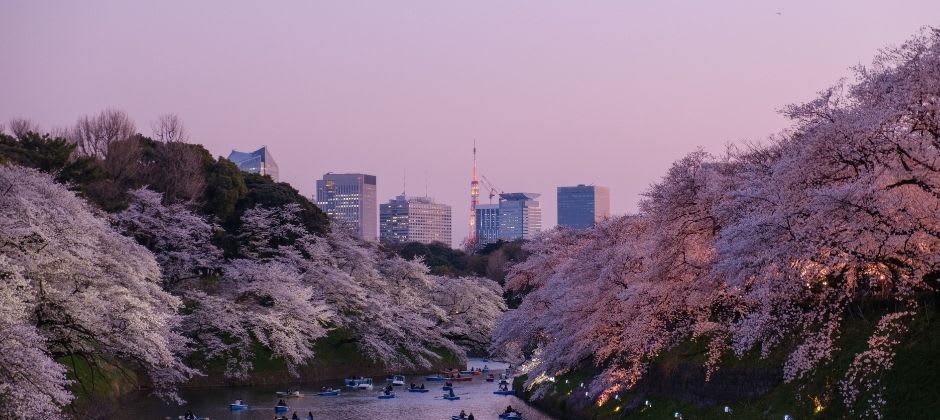 Sakura in Japan